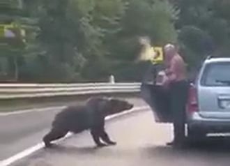 Szinte a tenyeréből etette a medvét az úton félrehúzó vranceai sofőr