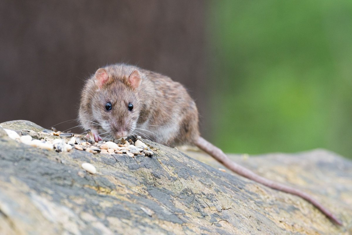 A patkányok hatvan év alatt mintegy 5,5 milliárd euró költséggel jártak Európában