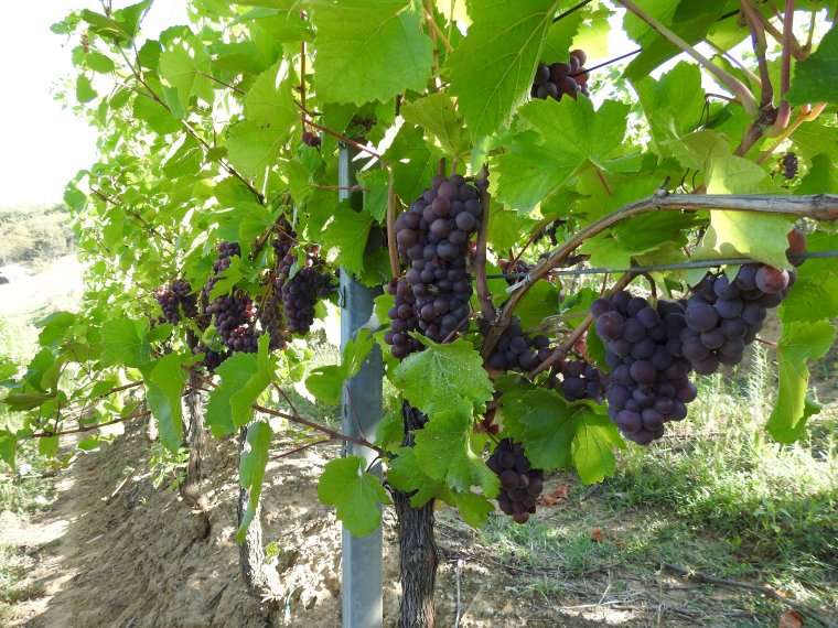 Mezőgazdasági támogatást kapnak a burgonya- és szőlőtermesztők