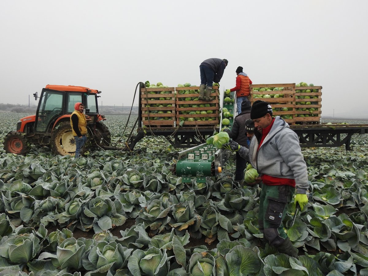 Hideget és meleget is tartogat az új romániai agrárstratégia