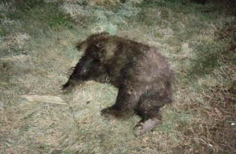 Újabb medvét gázoltak Háromszéken, egyre több nagyvad lesz baleset áldozata