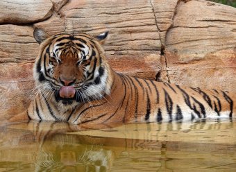 Lelőttek egy tigrist egy amerikai állatkertben, mert megragadta egy takarító karját