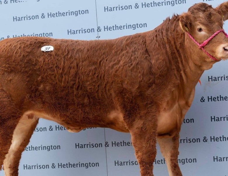Világrekordot jelentő áron árvereztek el egy brit tehenet