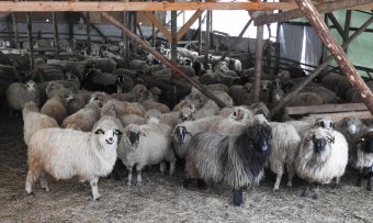 Egyre kelendőbb külföldön az erdélyi bárány – Ismét felívelő pályán a hazai birkatartás, de nehéz juhászt találni