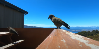GoPrót lopott egy új-zélandi papagáj, videót is készített vele (Videóval)