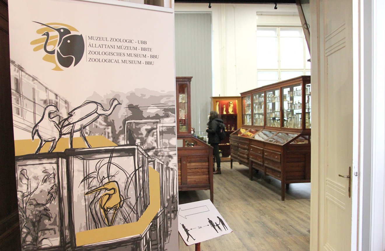 Beporzók Napja: interaktív vándortanösvényen barangolhattak a látogatók a kolozsvári Állattani Múzeumban