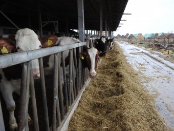 Szarvasmarhánként 73 eurós támogatást kaphatnak a tejtermelő gazdák, de feltételekkel