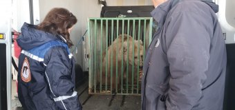 Állatokat is kimenekítenek Ukrajnából Romániába