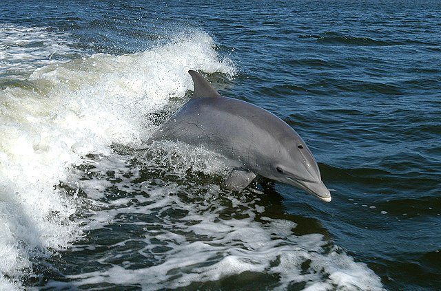 Biodiverzitási válság: delfinek ezrei pusztulhattak el a Fekete-tengerben a háború miatt