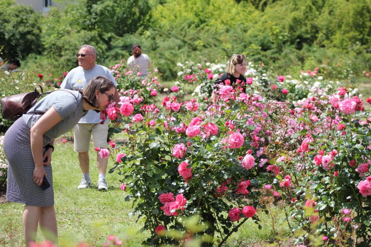 Nyílt nap a rózsák szerelmeseinek a kolozsvári Palocsay-kertben (Képriport)