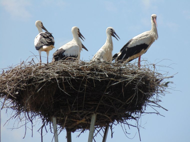 Több erdélyi településen is meggyűrűz gólyákat a Milvus, lehet csatlakozni az eseményhez