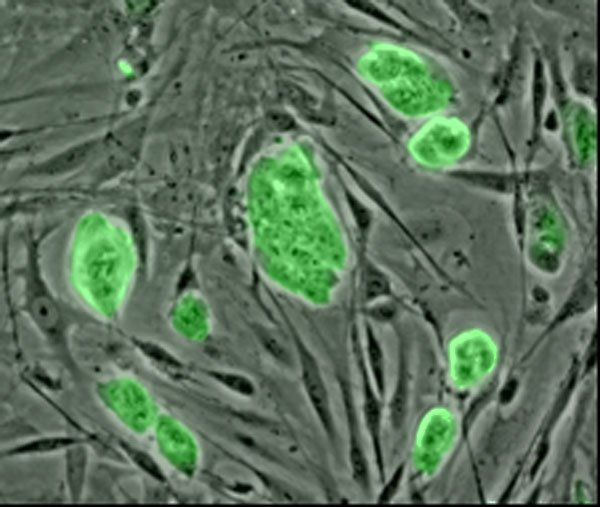 Egérőssejtekből alkottak a tudósok „szintetikus embriót”