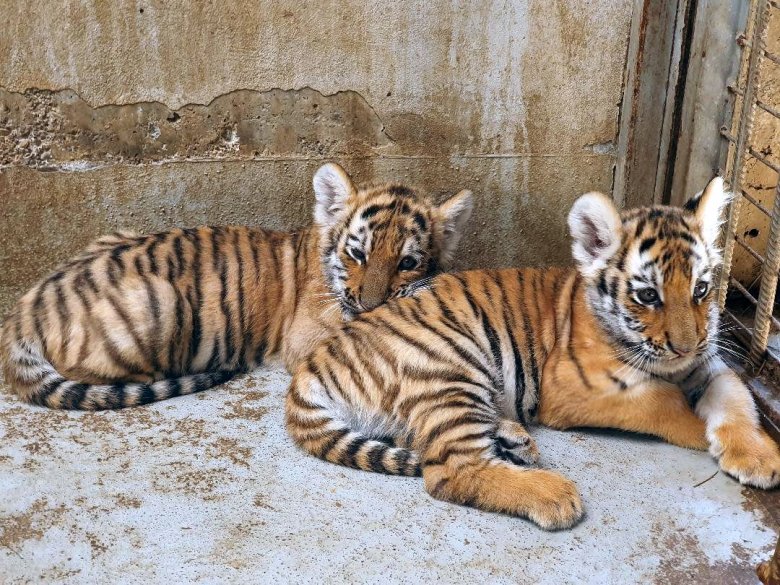 Örökbefogadókat várnak a nagyváradi állatkertben napvilágra jött szibériai tigriskölykök