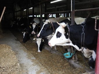 Nagy hozamú tehénfajtákkal éri meg a tejtermelés: a mezőpaniti állattartó szerint a fajtaválasztás a sikeres gazdaság titka