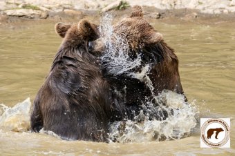Új életet kínálnak a medvéknek Zernyesten: cirkuszokból, vadas parkokból mentett vadállatok élnek a rezervátumban