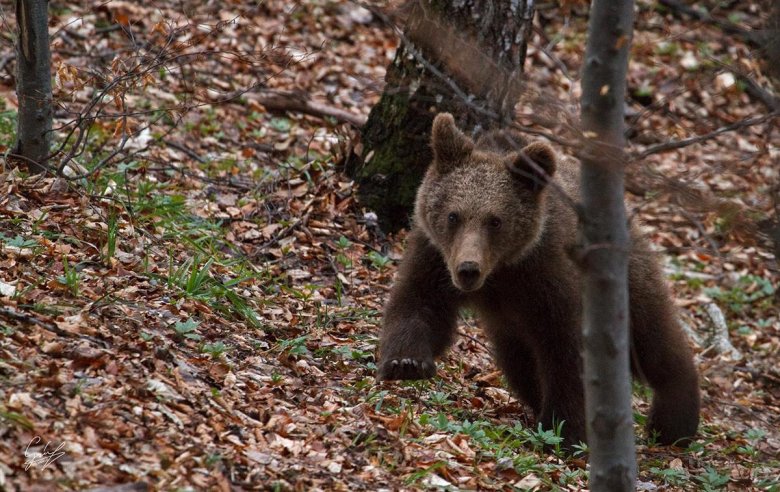 Székelyföldre hívják az Európai Parlament petíciós bizottságát a medvekárok miatt