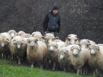 A kevesebb takarmány és a magas inputanyagárak ellenére is gyarapodnak az erdélyi juhállományok, már csak juhász kellene