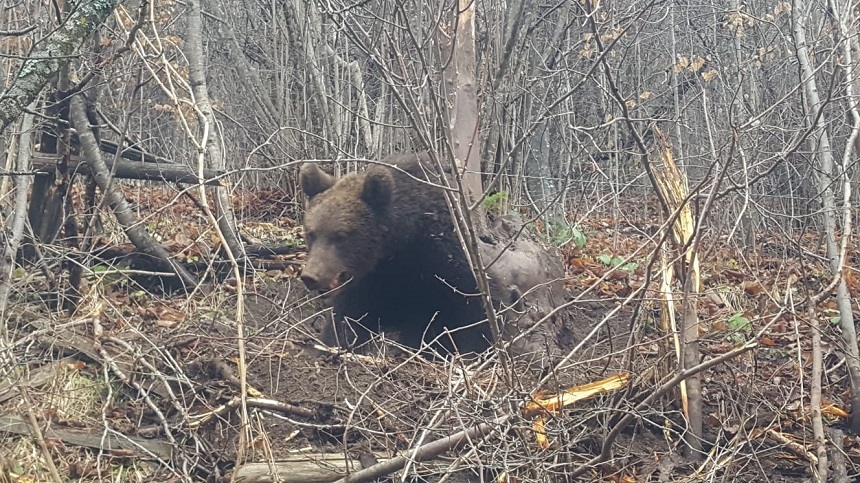 Hurokba szorult medvét szabadítottak ki a csendőrök Beszterce-Naszód megyében