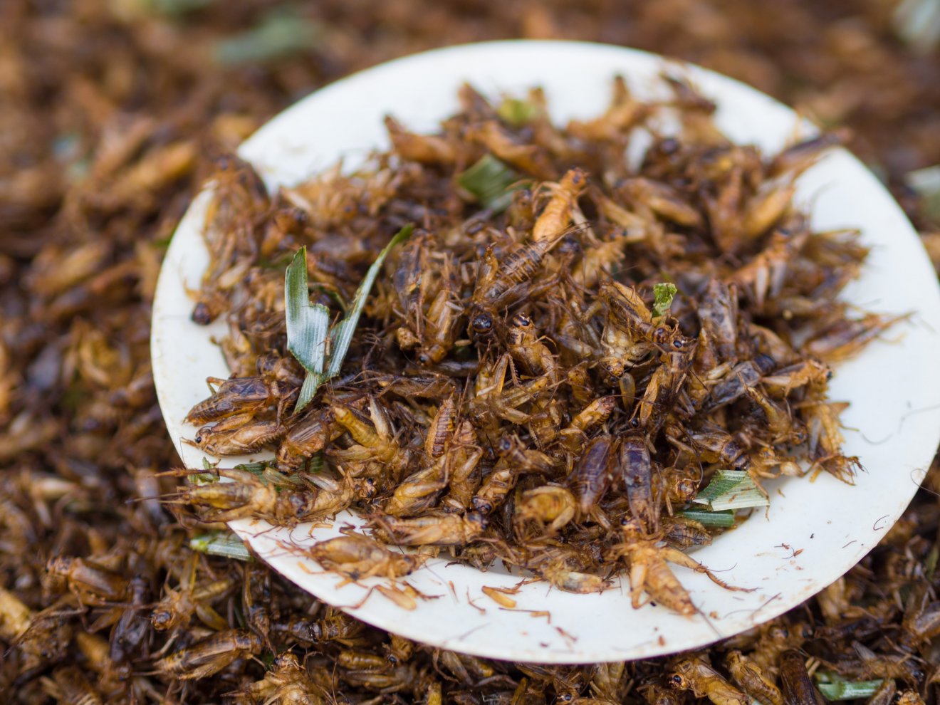 Nem kínálhatják a romániai boltok a hagyományos élelmiszerek mellett a rovarból készült termékeket