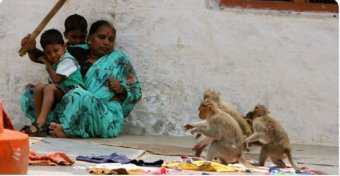 Ötéves kislányt öltek meg a majmok Indiában, nem ez az első eset