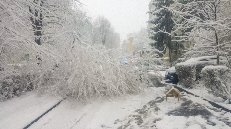 Több tucat fa dőlt ki Brassóban a hét elején lezúdult hó súlya alatt