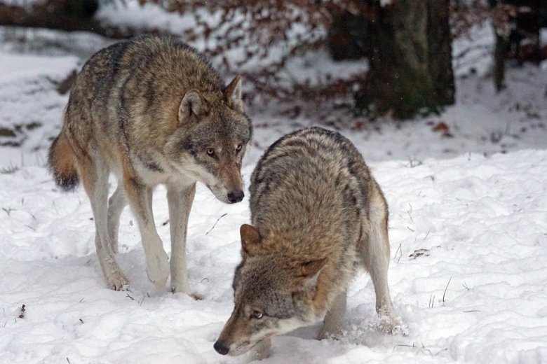 Negyven juhot téptek szét a farkasok egy esztenán Beszterce-Naszód megyében