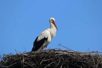 Visszatért az első gólya Háromszékre, ahol az európai trendekkel ellentétben növekszik a populáció