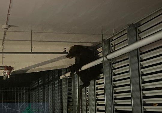Menekülés közben kiugrott egy brassói bevásárlóközpont parkolóházának emeletéről egy medve, az életébe került a kaland