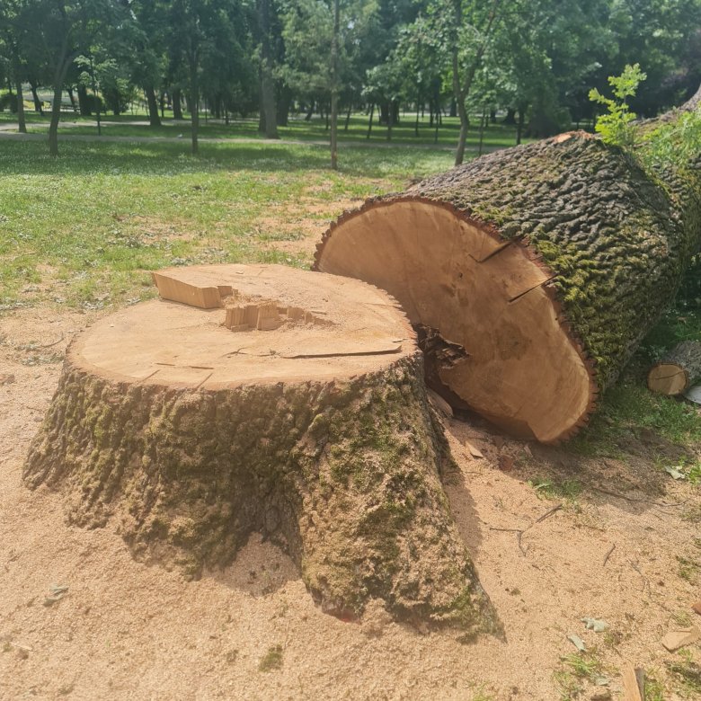 Végeztek Arad legöregebb tölgyével: vitát szült a 150 éves fa kivágása