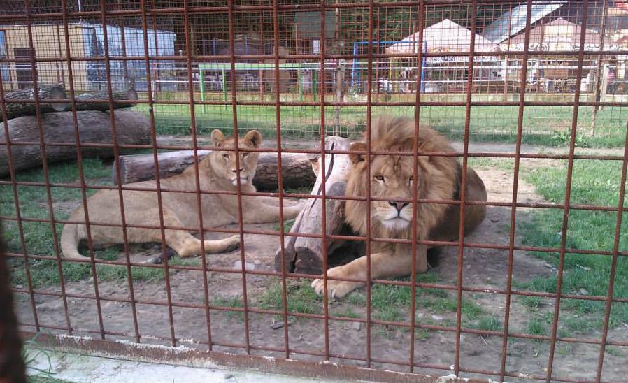 Széttépte tulajdonosát egy oroszlán Szlovákiában