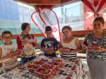 Édesség helyett 150 kiló epret ajándékoztak a partiumi termesztők a hátrányos helyzetű kicsiknek gyermeknapon