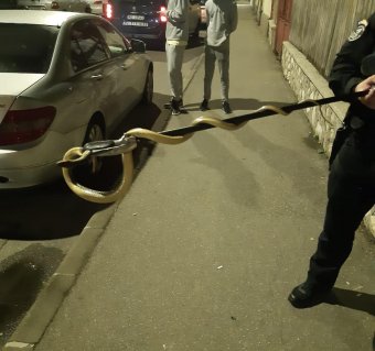 Másfél méteres kígyót távolítottak el a csendőrök egy autó motorházából Szörényváron