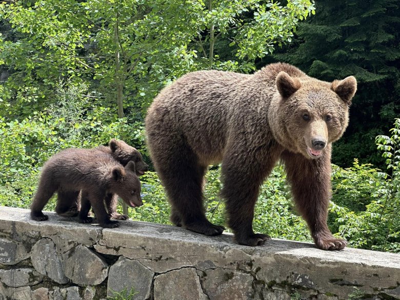 Már a francia juhtenyésztők is az EU közbelépését kérik a megszaporodott medvetámadások miatt