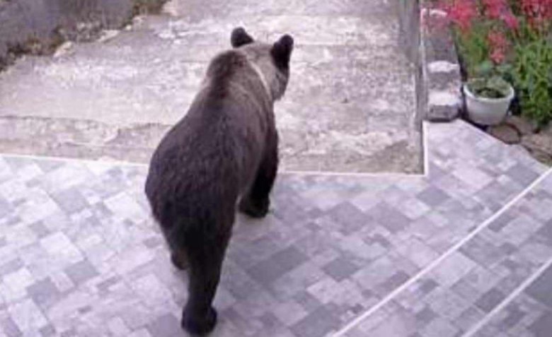 Tizenkét megyében hatvanszor figyelmeztették a lakosságot a településeken kószáló medvék miatt a napokban