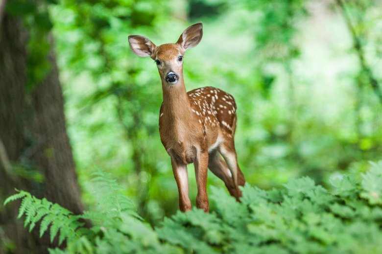 Bambi a városba ment sétálni: őz tévedt a Suceava megyei Dornavátra lakónegyedébe (VIDEÓVAL)