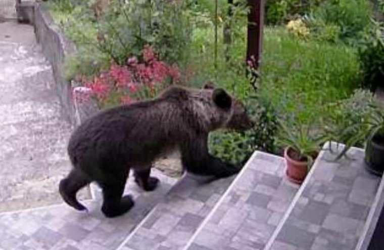 Több medvét is elszállítottak a Brassó megyei Négyfaluból, ahol még a konyhába is behatolt élelemért a nagyvad