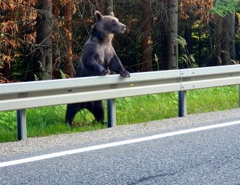 Hemzsegnek a medvék a Transzfogarasi úton, a vadak a kukákhoz vezető „ösvényeket” alakítottak ki (VIDEÓVAL)
