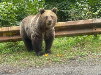 Közbiztonsági kérdés: négyezer medve helyett nyolcezer él az ország erdeiben