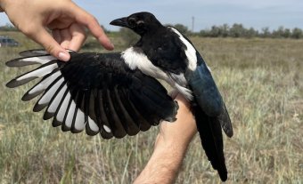 Melegebb vidékekre vonuló madarakat gyűrűznek meg a hét végén Kolozs megyében, várják az érdeklődőket