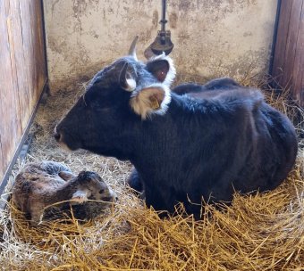 Remény a vásárhelyi állatkertben: borja született a veszélyeztetett mokány szarvasmarhafaj egyik példányának