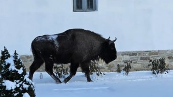 Nem mindennapi „zarándok”: bölény sétált be a kolostor udvarára Neamţ megyében (VIDEÓ)