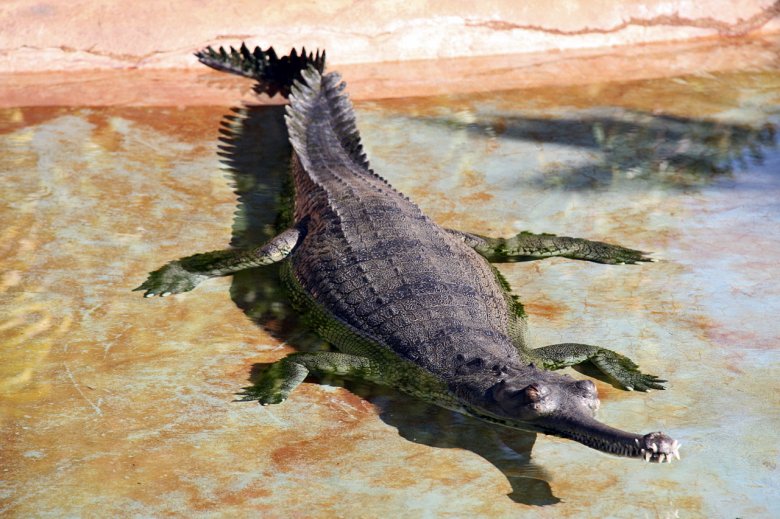 Itt hagyta a fogát: ázsiai krokodil ősének fosszíliáit azonosították Dél-Erdélyben