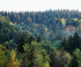 Százhektárnyi erdőt vágnának ki, hogy lignitbányát létesítsenek Olténiában