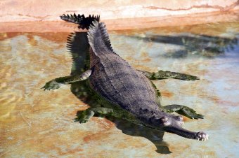 Itt hagyta a fogát: ázsiai krokodil ősének fosszíliáit azonosították Dél-Erdélyben