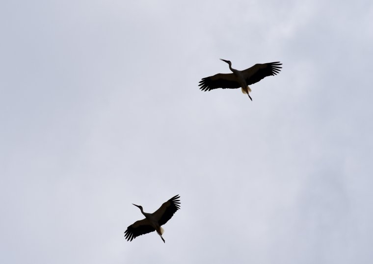 Nagyjából feltérképezhető, merre járnak az Erdélybe hazaigyekvő gólyák
