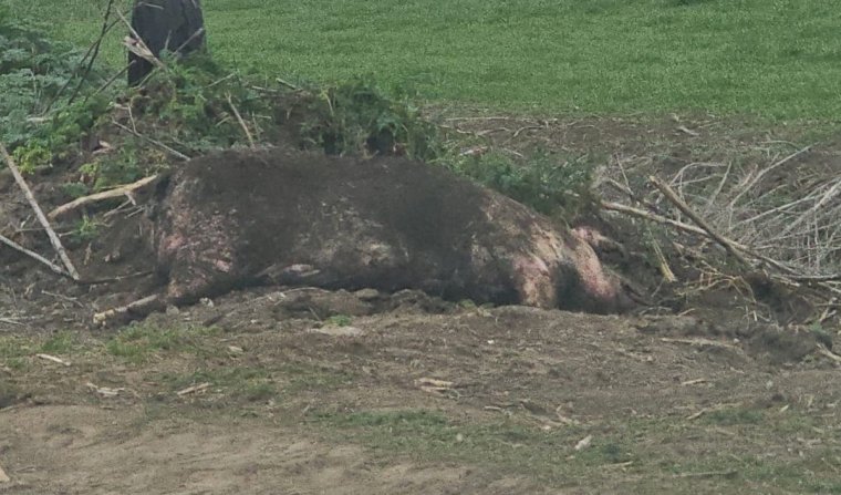 Afrikai sertéspestisben elhullt állatokat ástak el Arad megyében, a rendőrség keresi az elkövetőt
