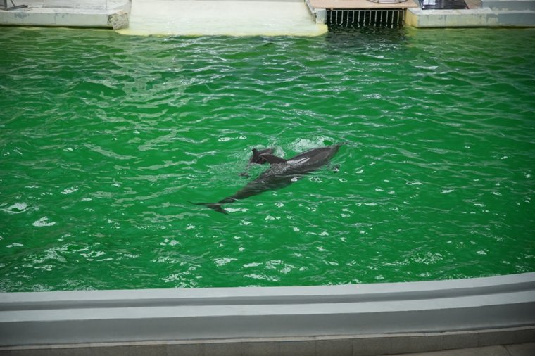 Premier: először született életképes delfinborjú Romániában