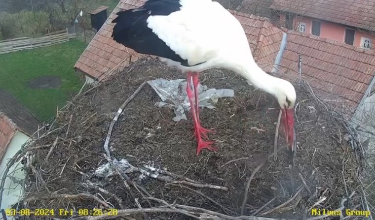 Megérkezett az első gólya a Maros megyei Sáromberkére (VIDEÓVAL)