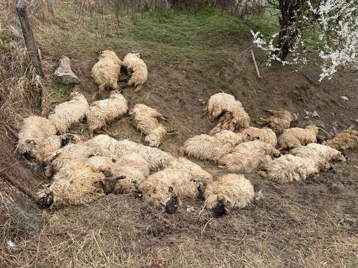 Kóbor kutyák támadtak egy nyájra, több tucat juh és közel száz bárány pusztult el egy Temes megyei településen