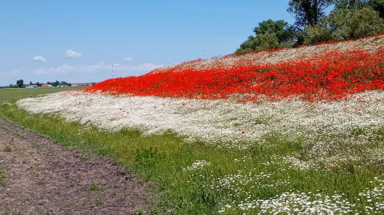 Természeti csoda: nemzeti színekben pompázik a táj Magyarországon
